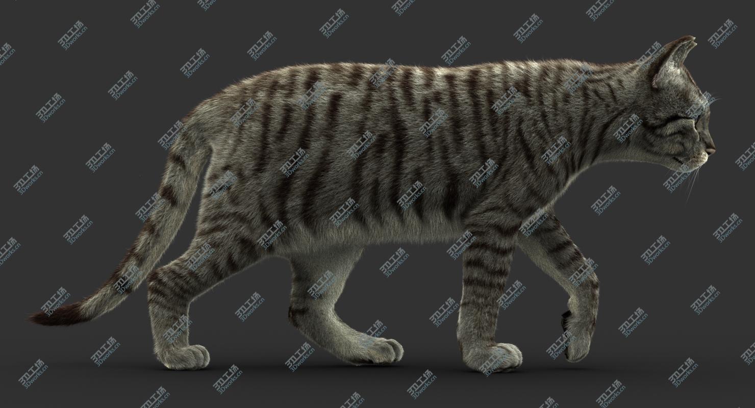 images/goods_img/202104092/3D Cat (2) (Mackerel Tabby) (FUR) model/3.jpg